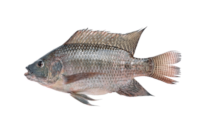 TILAPIA CARTON
